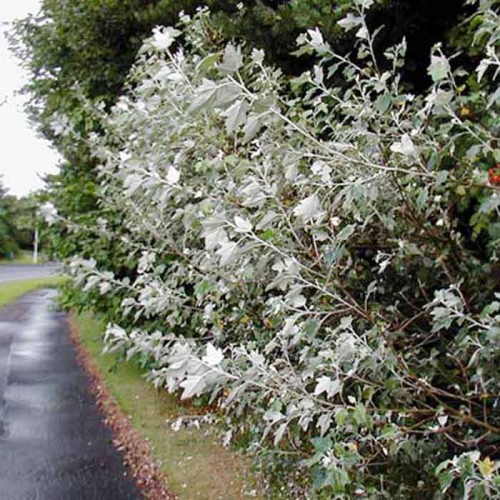 Populus Alba White Poplar Bareroot Hedge 60-90cm | ScotPlants Direct